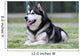 Malamute Wall Mural