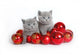 Two Kittens with Christmas