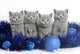 Four Kittens with Christmas Wall Mural
