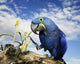Hyacinth Macaw Wall Decal