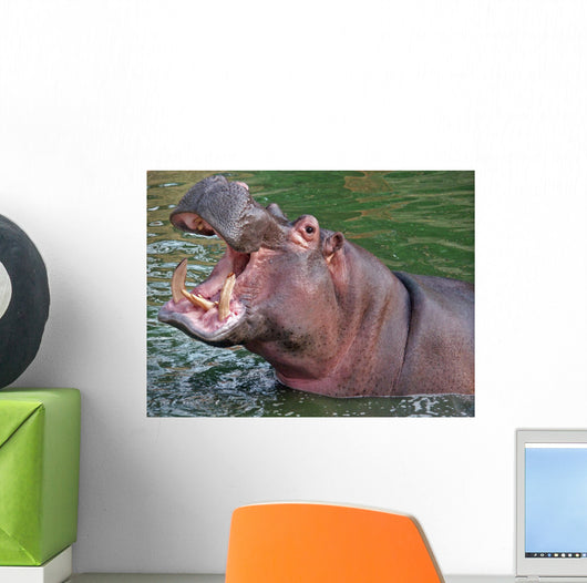 Hippo Yawning Wall Mural