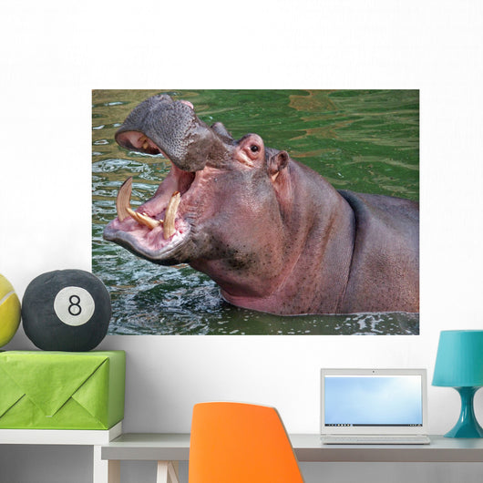 Hippo Yawning Wall Mural