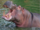 Hippo Yawning Wall Mural