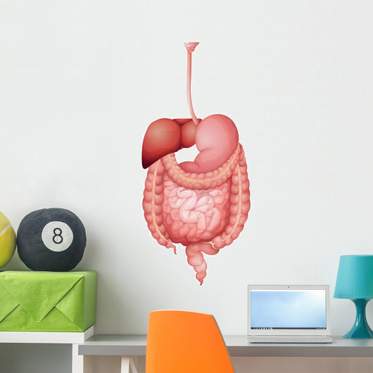 Human Digestive System