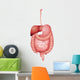 Human Digestive System
