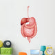 Human Digestive System