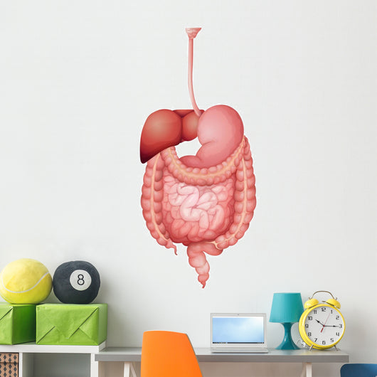 Human Digestive System