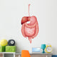 Human Digestive System