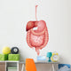 Human Digestive System