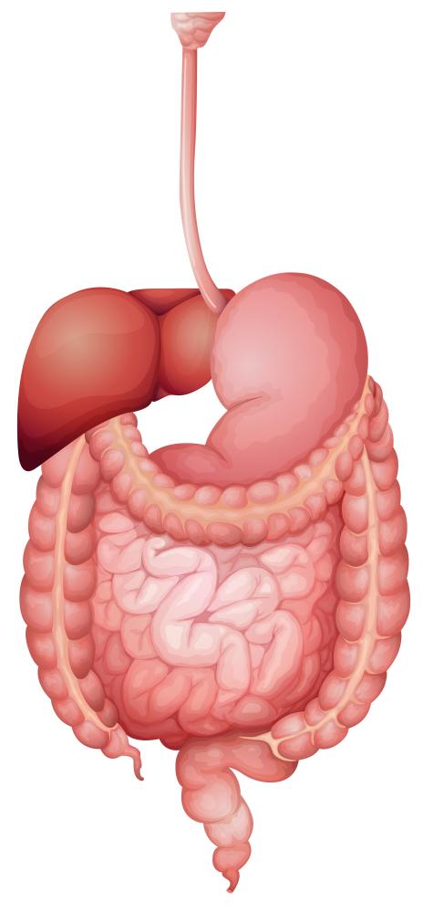 Human Digestive System