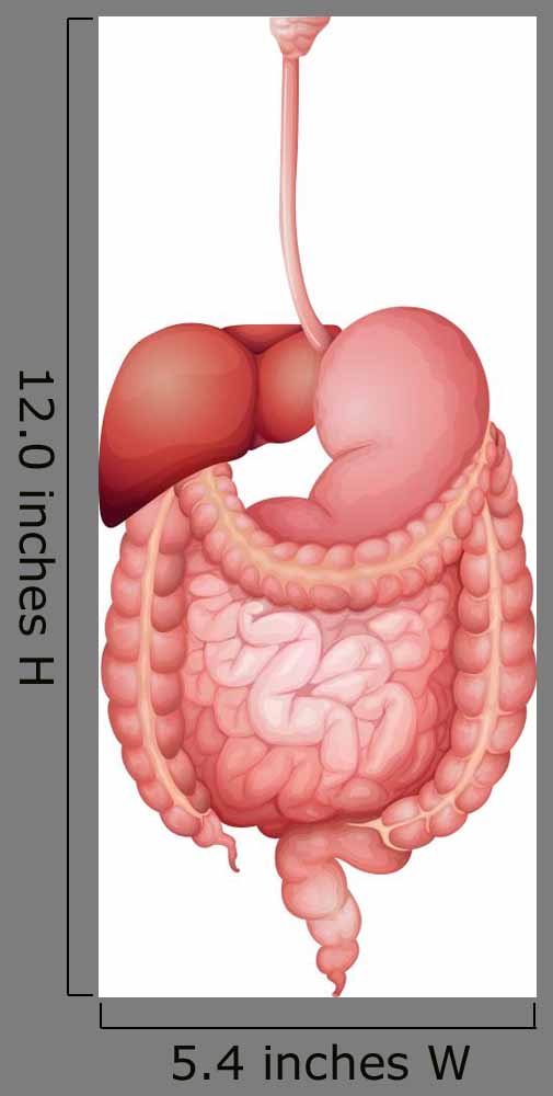 Human Digestive System