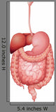 Human Digestive System