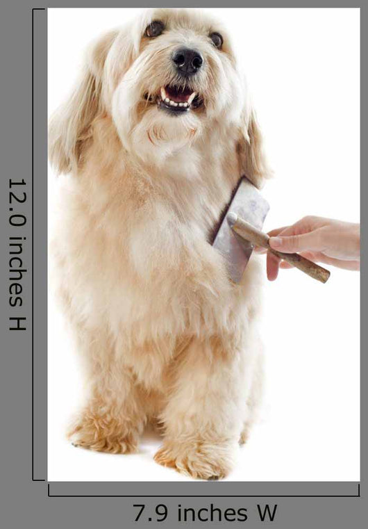 Grooming Griffon