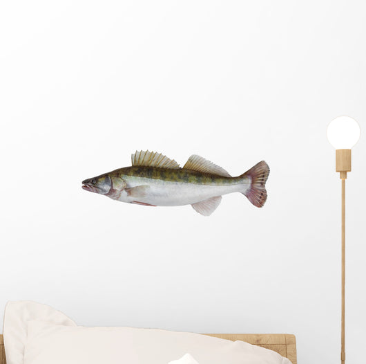 Male Zander
