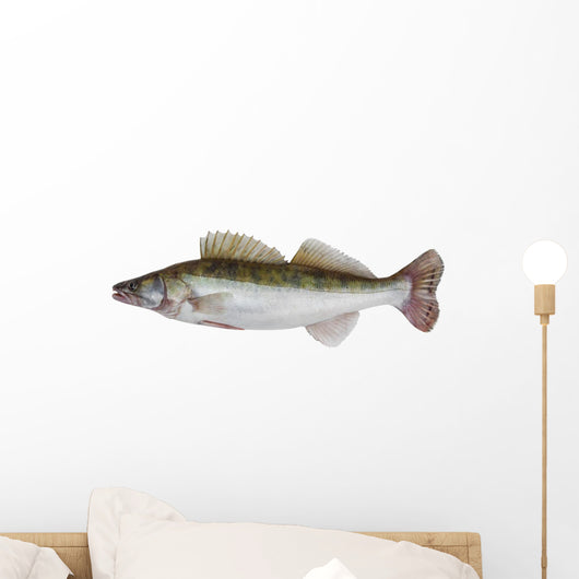 Male Zander