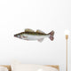 Male Zander