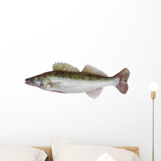 Male Zander
