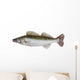 Male Zander