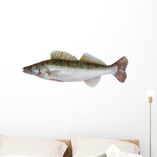Male Zander