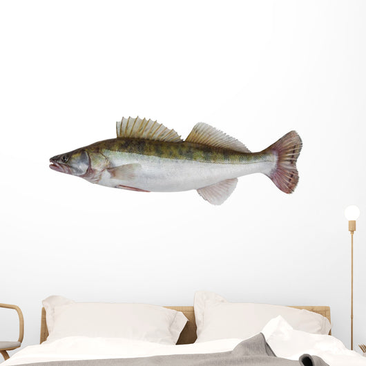 Male Zander