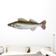 Male Zander