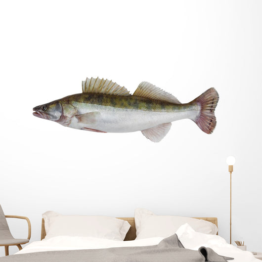 Male Zander