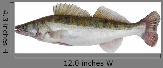 Male Zander