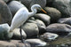 The Crane Wall Mural