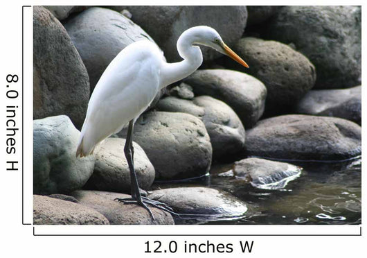 The Crane Wall Mural