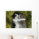 Kittens Outdoors in Natural Light Wall Mural