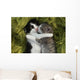 Kittens Outdoors in Natural Light Wall Mural