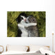 Kittens Outdoors in Natural Light Wall Mural