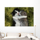 Kittens Outdoors in Natural Light Wall Mural