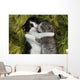 Kittens Outdoors in Natural Light Wall Mural