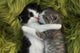 Kittens Outdoors in Natural Light Wall Mural