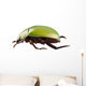 Green Beetle Species Anomala Wall Decal