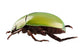 Green Beetle Species Anomala Wall Decal