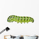 Aterpillar Swallowtail 6