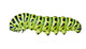 Aterpillar Swallowtail 6
