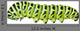 Aterpillar Swallowtail 6