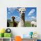 Alpacas and Blue Sky Wall Mural