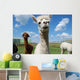 Alpacas and Blue Sky Wall Mural