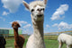 Alpacas and Blue Sky Wall Mural