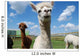 Alpacas and Blue Sky Wall Mural