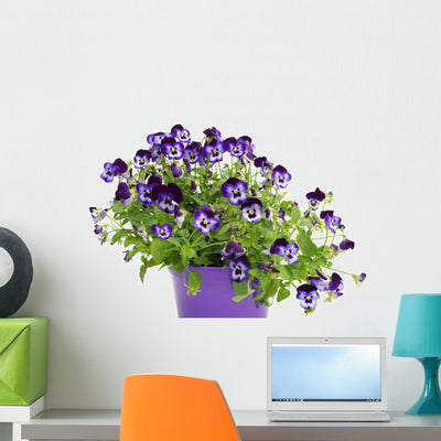 Violet Pansies Pot shown on a wall