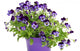 Violet Pansies Pot