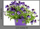 Violet Pansies Pot