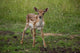 Fallow Deer