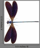 Blue Dragonfly Species Vestalis
