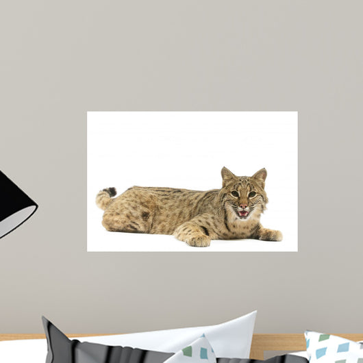 Bobcat Wall Mural